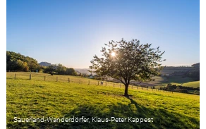 Die Lausebuche der Sauerland-Wanderdörfer auf saftig grüner Wiese vor blauem Himmel