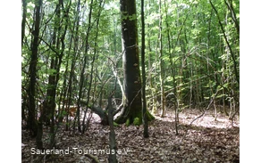 Siebenahorn im Wald