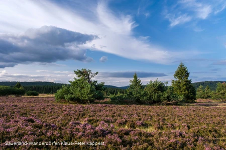 Violett blühende Heidelandschaft vor blauem Himmel mit leichten Wolken am Goldenen Pfad