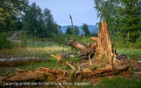 ein abgestorbener Baum am Orenberg